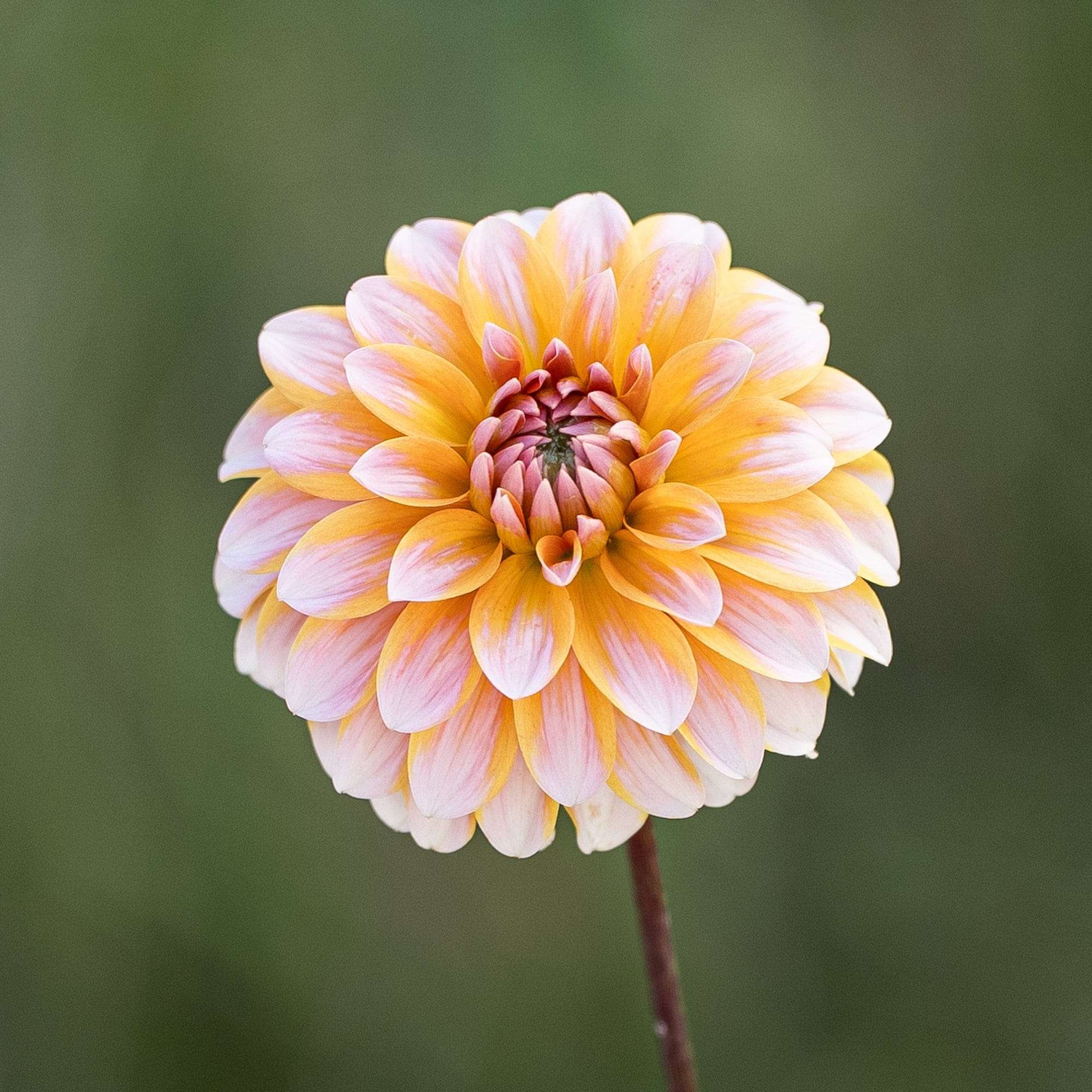 Dahlia 'Peaches & Vanilla'